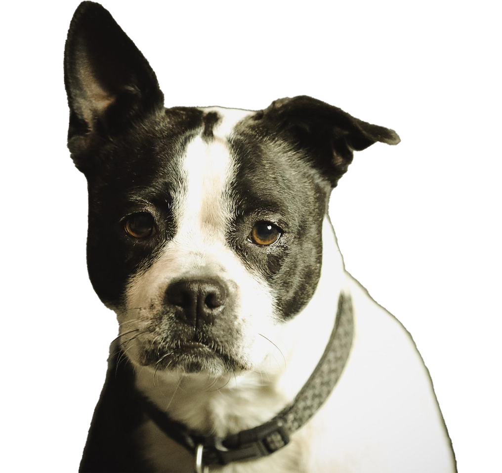 Doggy