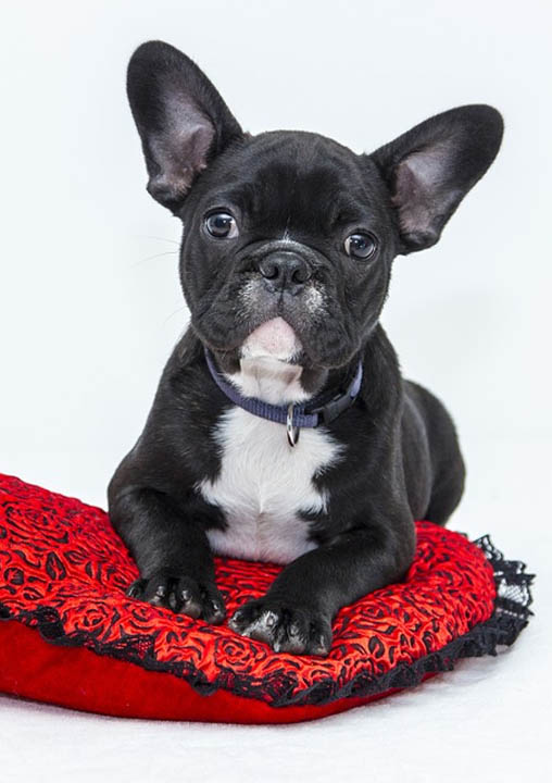 Bulldog