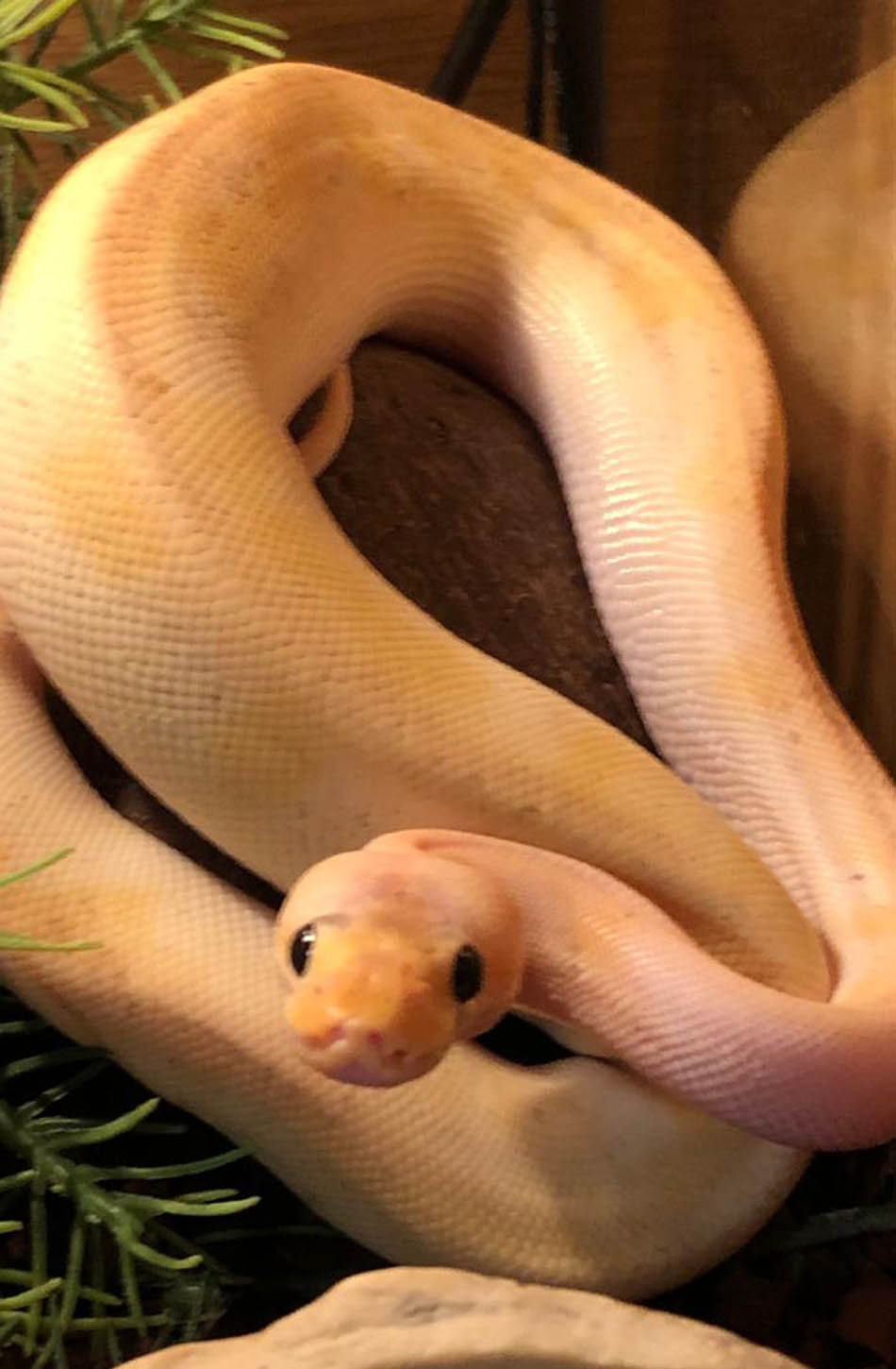 Snake